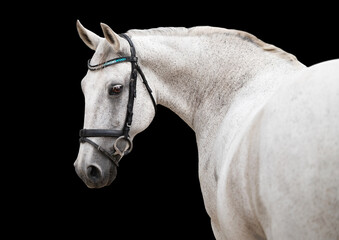 Portrait of a white horse looking over its shoulder on a black background