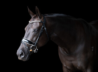 Portrait of black horse head wearing bridle isolated on a black background