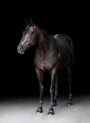 Full body portrait of a black horse on a black background isolated