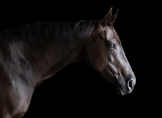 Side on portrait headshot of a black horse not wearing a bridle isolated on a black background