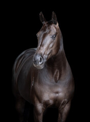 Front on portrait headshot of a black horse not wearing a bridle isolated on a black background