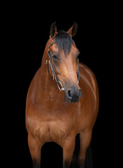 Front on portrait headshot of a bay horse not wearing a bridle isolated on a black background