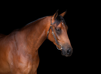 Side on portrait headshot of a bay horse wearing a bridle isolated on a black background