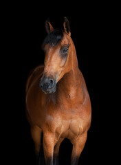 Front on portrait  of a bay horse not wearing a bridle isolated on a black background