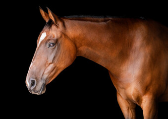 Side on portrait headshot of a bay horse not wearing a bridle isolated on a black background