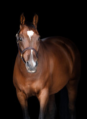 Fototapeta premium Portrait of a bay brown horse wearing a brown halter facing the camera on a black background