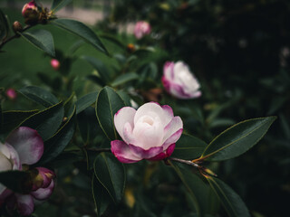 Camellia flower