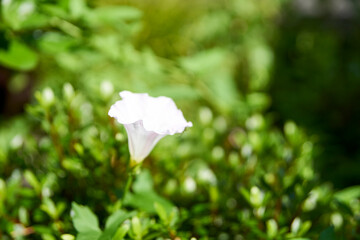 昼顔・ヒルガオ・雑草・野花・花・花びら・アップ・初夏・マクロ・一輪