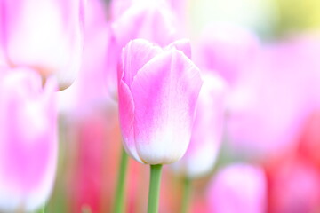pink tulips in full blooming	