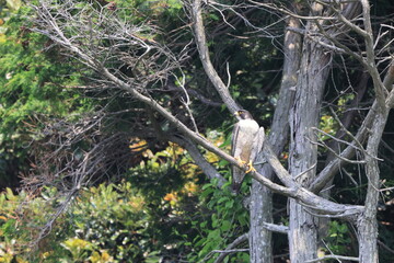 Peregrine Falcon (Falco peregrinus) in Japan
