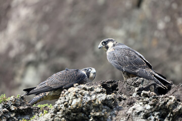Peregrine Falcon (Falco peregrinus) in Japan