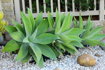 Fox Tail Agave Agave attenuata desert favorite plant in south of California USA background