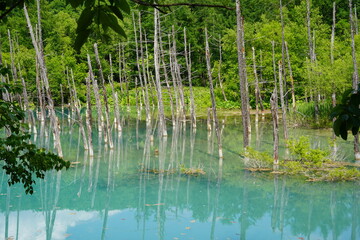 Obraz premium Blue Pond in Biei, Hokkaido