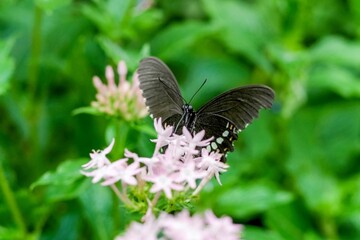 ピンクの花の密を懸命に吸うシロオビアゲハ