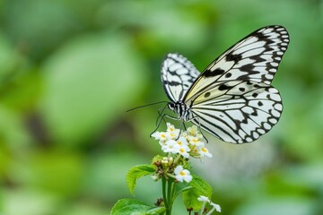 白いランタナの花の蜜を吸うオオゴマダラチョウ