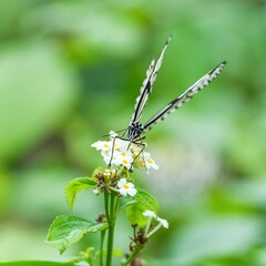 白いランタナの花の蜜を吸うオオゴマダラチョウ
