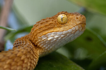 Juvenile Bush Viper (Atheris squamigera)