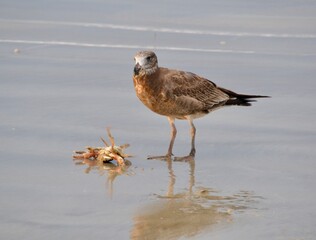 Pacific gull in Australia eating a crab it caught

