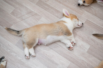 Fototapeta na wymiar Cute welsh corgi puppies sleep on the floor. View from above.