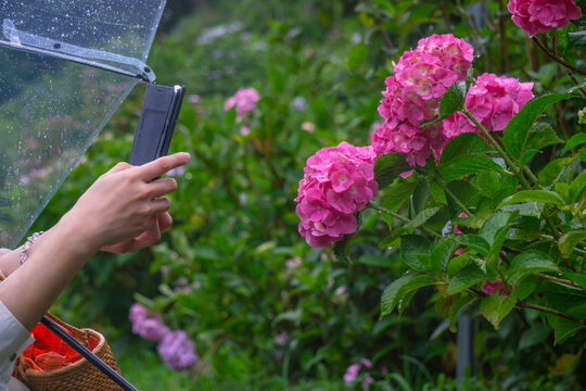 A woman taking pictures of hydrangea using a smartphone on a rainy day. 雨の日にスマートフォンを使ってアジサイの写真を撮る女性。	
