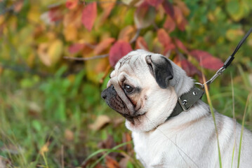 a cute pug among the autumn foliage is sitting on a walk. side view