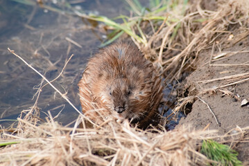 wild animal muskrat eats on the river bank