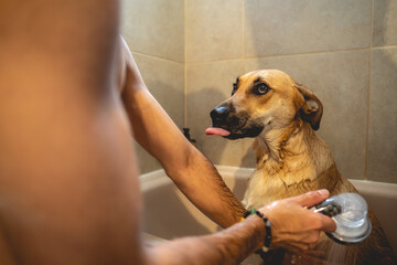 Young and skinny guy giving a tub bath and shower to a beautiful young german shepherd dog in the...