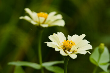 Common zinnia, one of the flowers that is easy to grow in tropical climates. Naturally colorful flowers