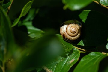 【生物】葉の上のかたつむり　梅雨