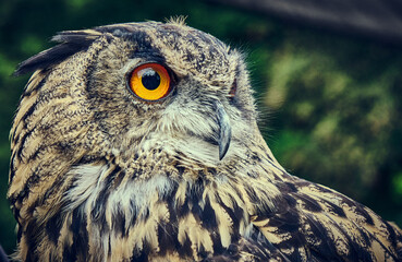 great horned owl