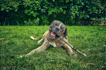 dog having fun with stick