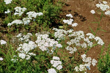 春のハーブ園　さわやかなハーブの白い花　風景