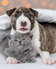 Mini bull terrier puppy lying under a blanket against the background of lights and hugging a kitten. British breed kitten funny leaned on the paws of a bull terrier