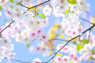 美しく咲く公園の桜