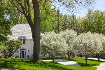 Obraz premium White flowering trees at full bloom in the front yard of my house