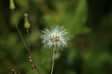 dandelion in the grass