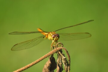 close up of a dragonfly