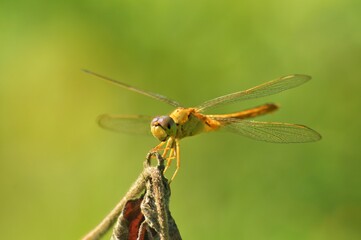 close up of a dragonfly