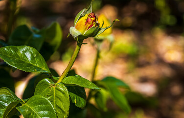 Yellow and Red Rose Bud
