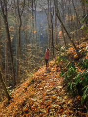 Woman marvels at colorful leaves falling all around her in the woods