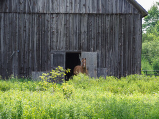 Horse stands in doorframe of old rustic barn