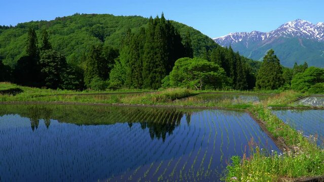 初夏の白馬村青鬼集落　北アルプスと田園風景