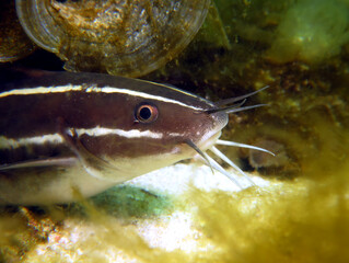 A Striped catfish in a shallow reef Boracay Island Philippines