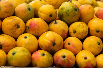 Mangifera indica - fruit mango