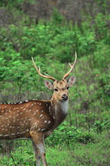 beautiful male chital deer or spotted deer (axis axis) grazing in the grassland of bandipur national park in karnataka, india