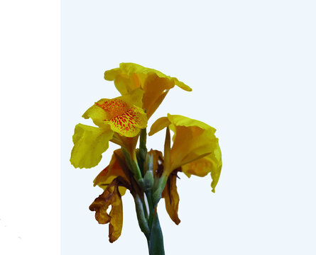 Closeup, Canna yellow king humbert flower blossom bloom isolated on white background