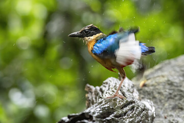 The blue-winged pitta perching on log  and flapping wings after bathing with green bokeh background , Thailand
