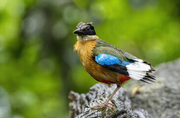 The blue-winged pitta perching on log after bathing with green bokeh background , Thailand