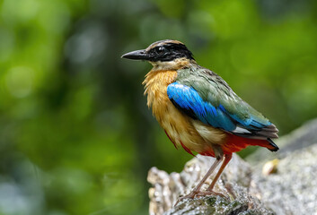 The blue-winged pitta perching on log after bathing with green bokeh background , Thailand