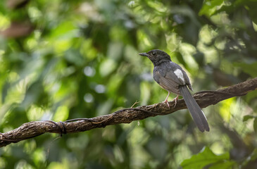 White-rumped shama or Copsychus malabaricus perching on tree branch , Thailand